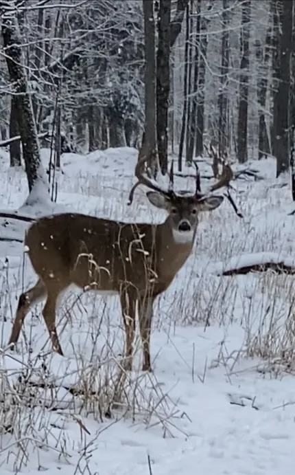 Buck in winter