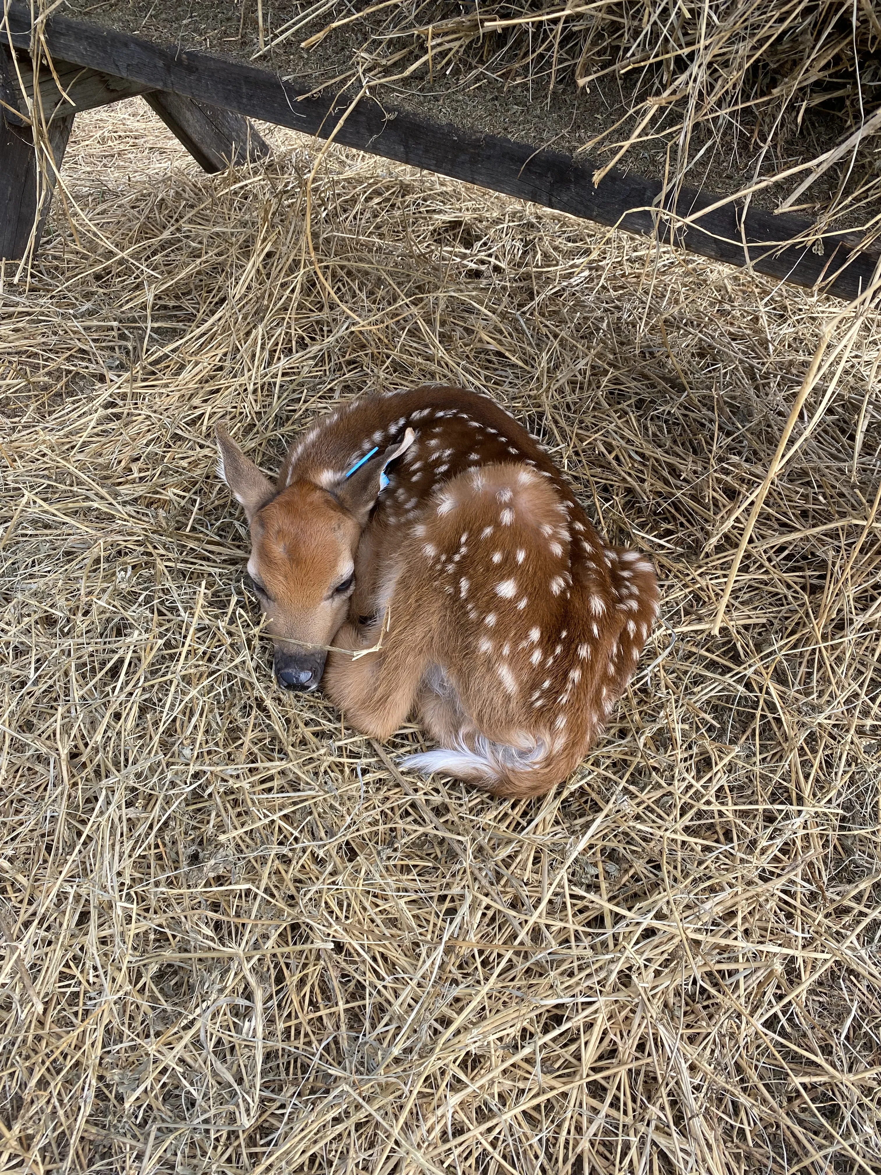 Fawn laying down