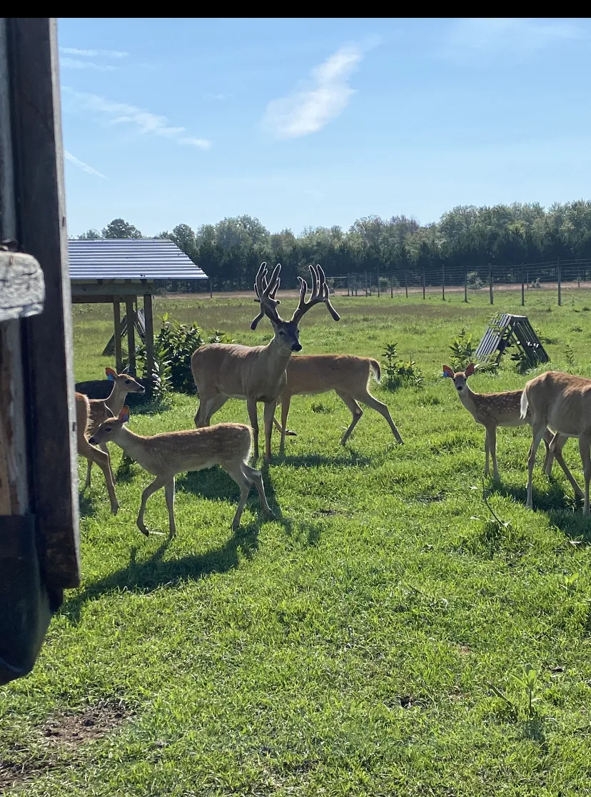 Large Buck with fawns