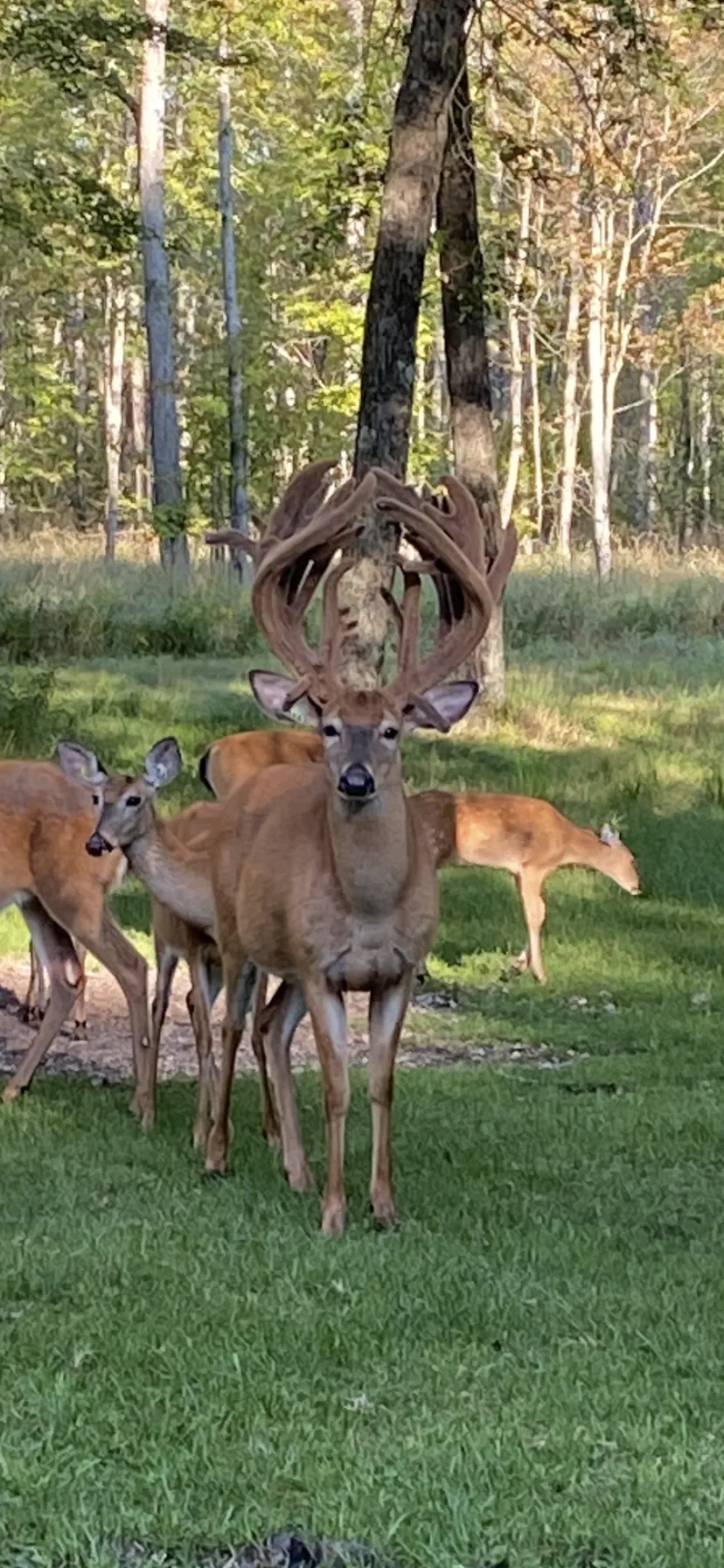 Large Buck with does in background