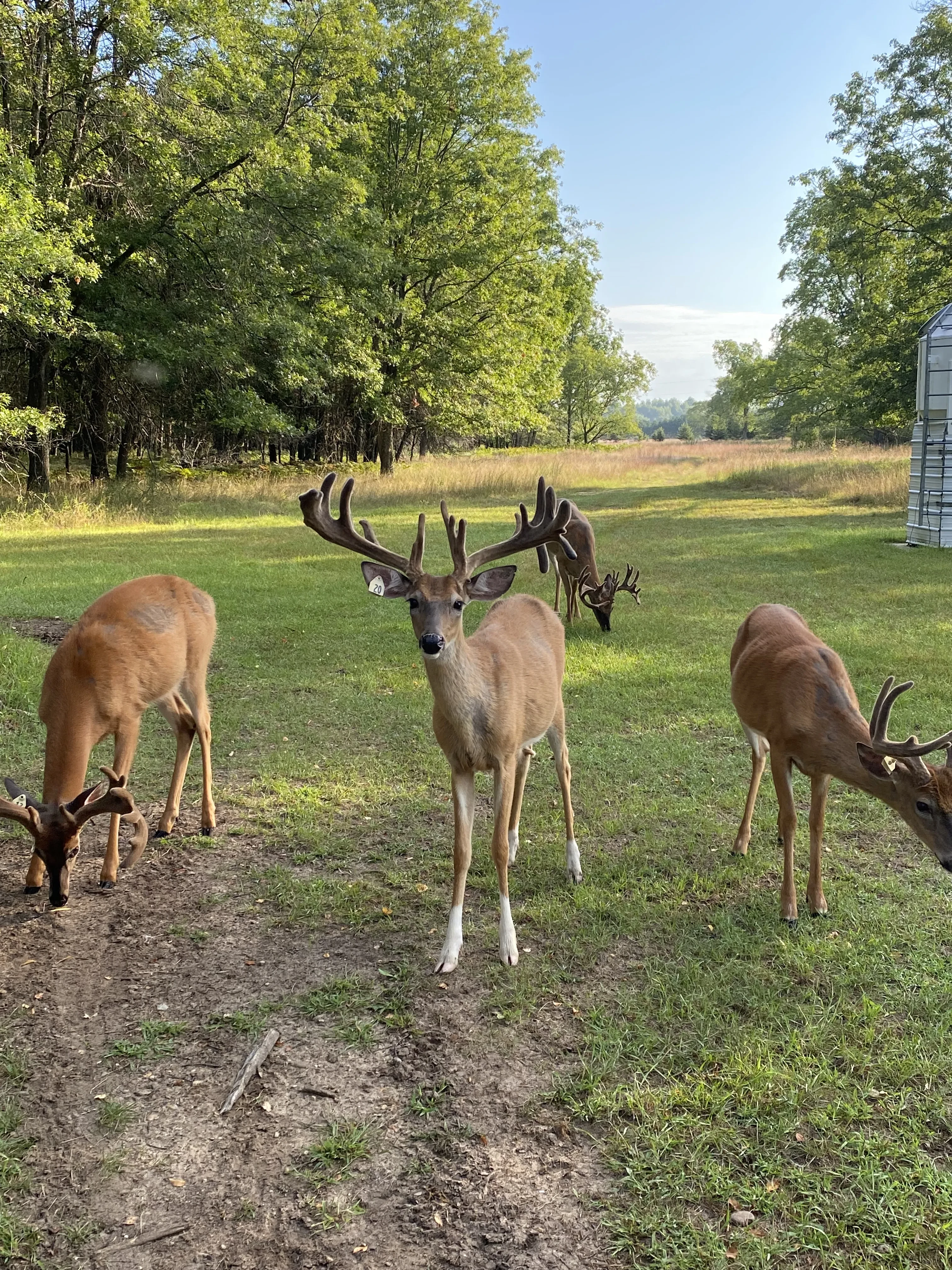 Buck with white feet with other buck in background