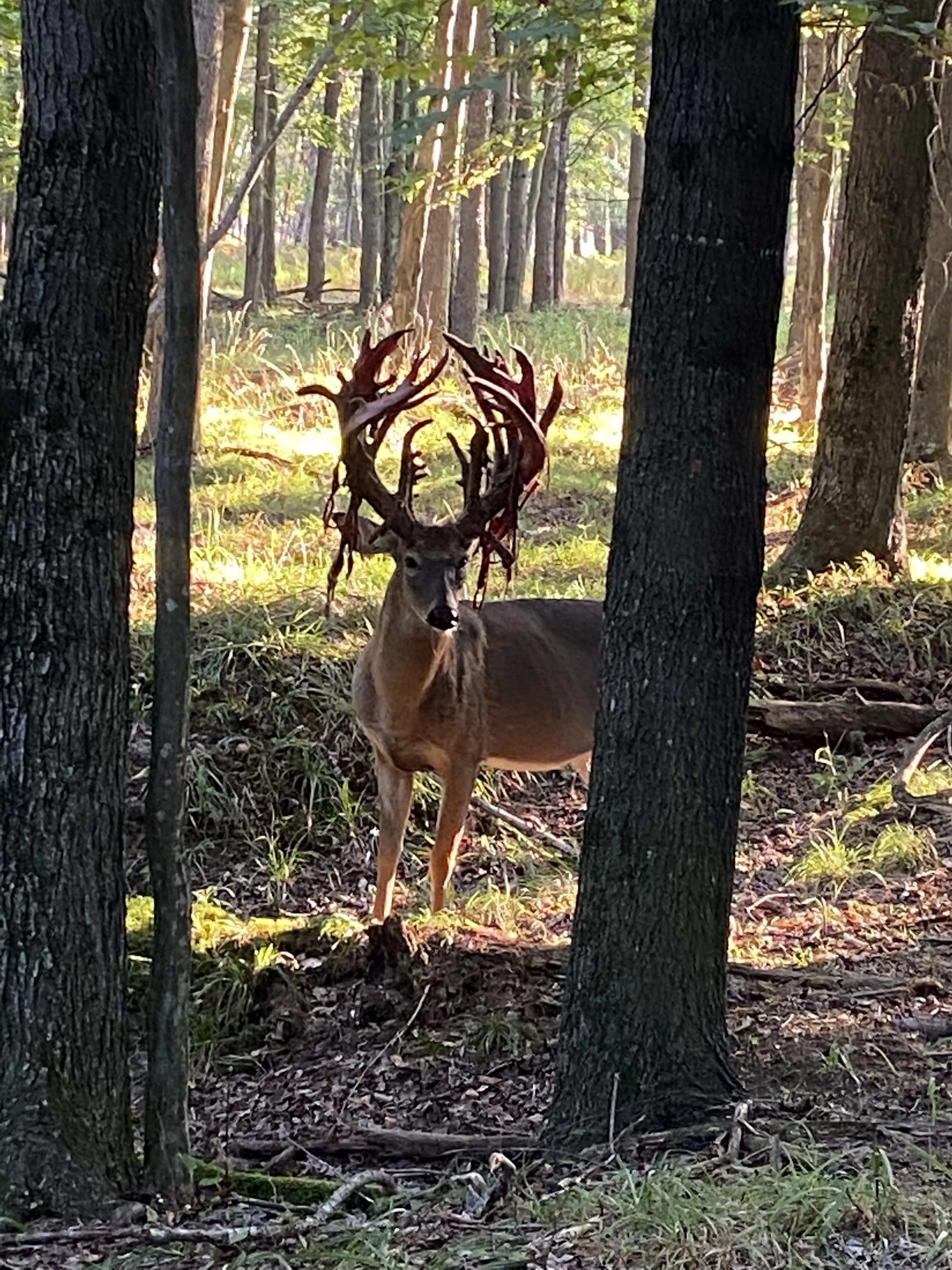 Buck with partial velvet on antlers