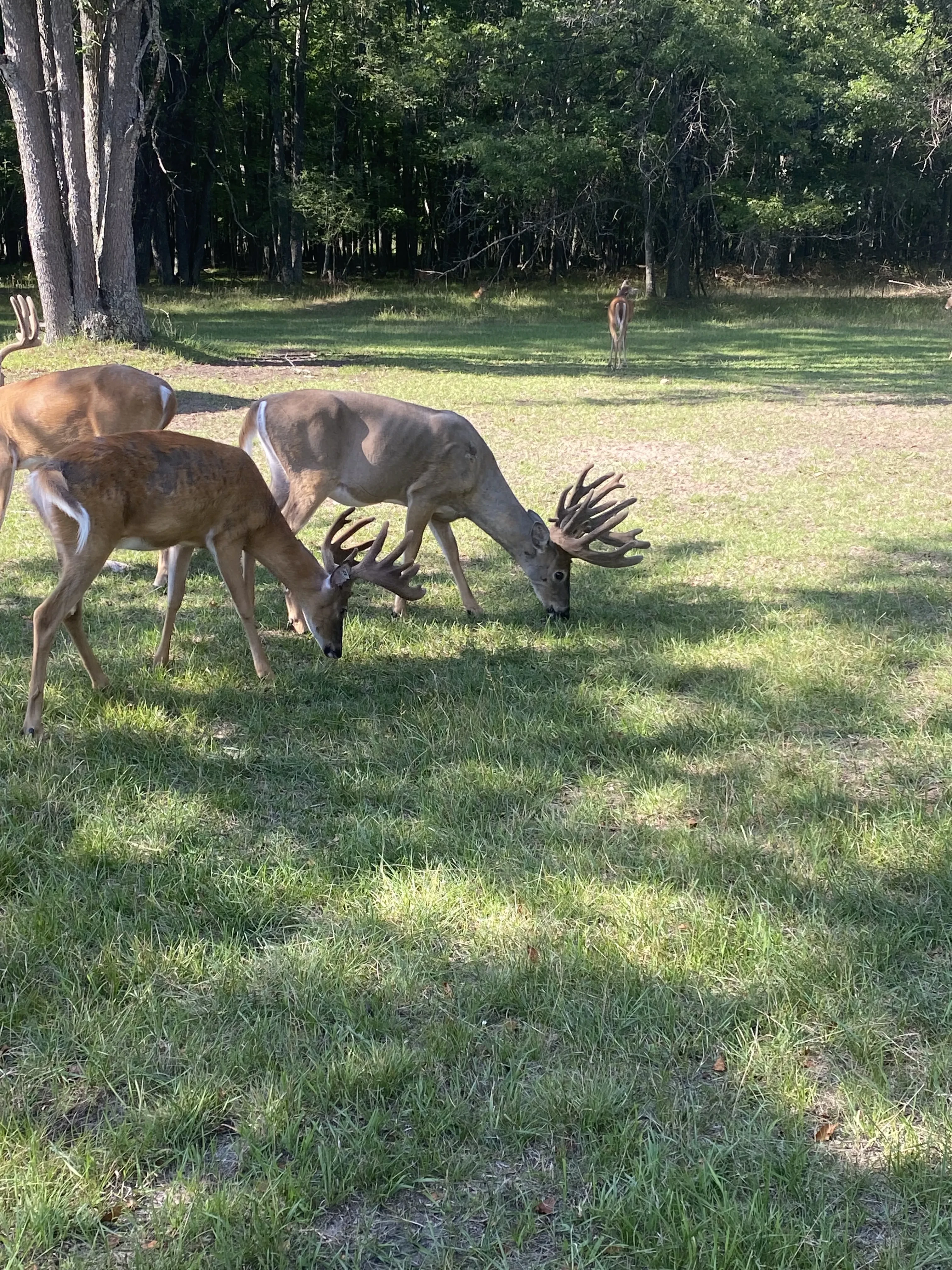 Two Bucks Grazing