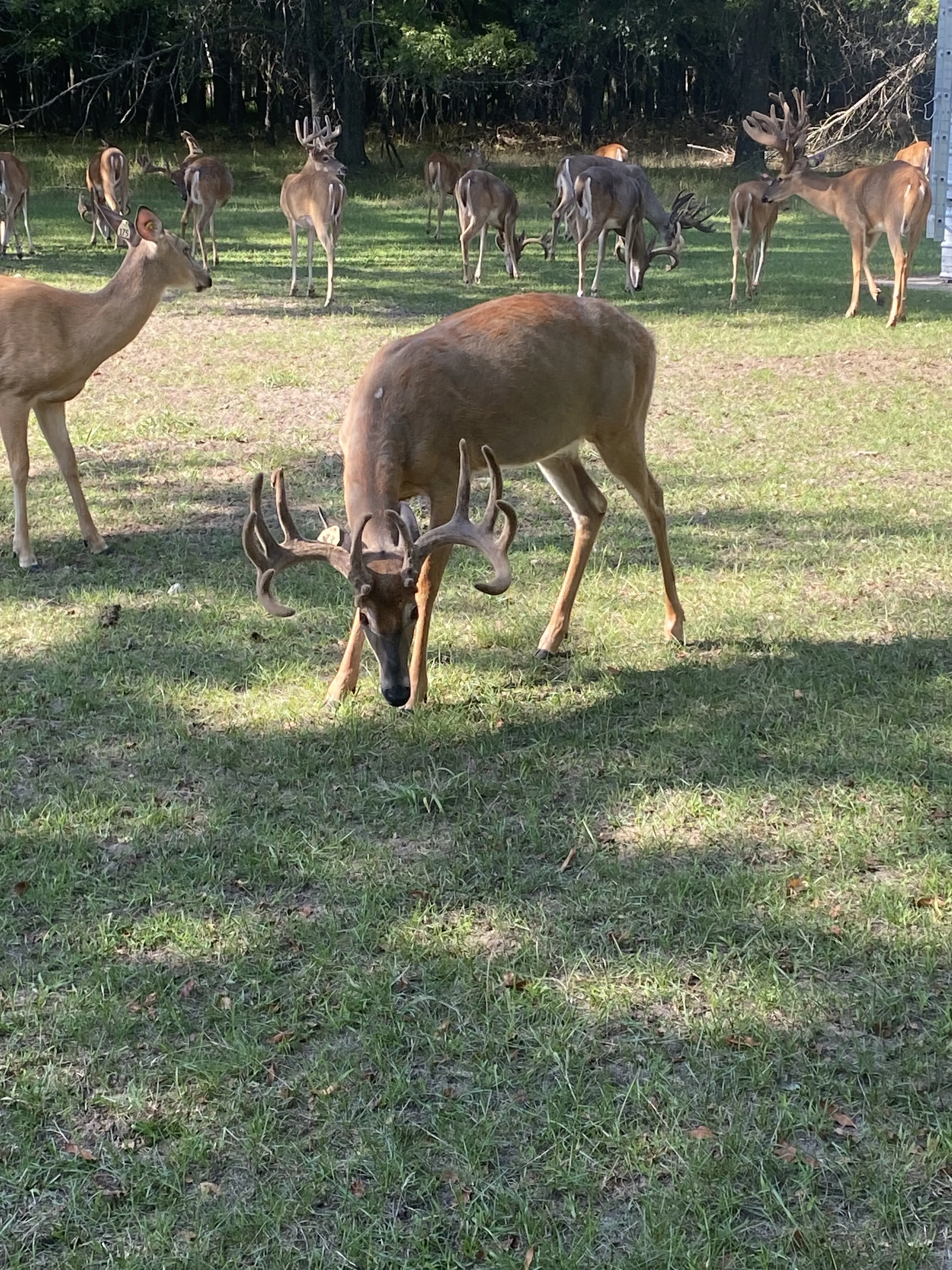 Buck quartered towards picture