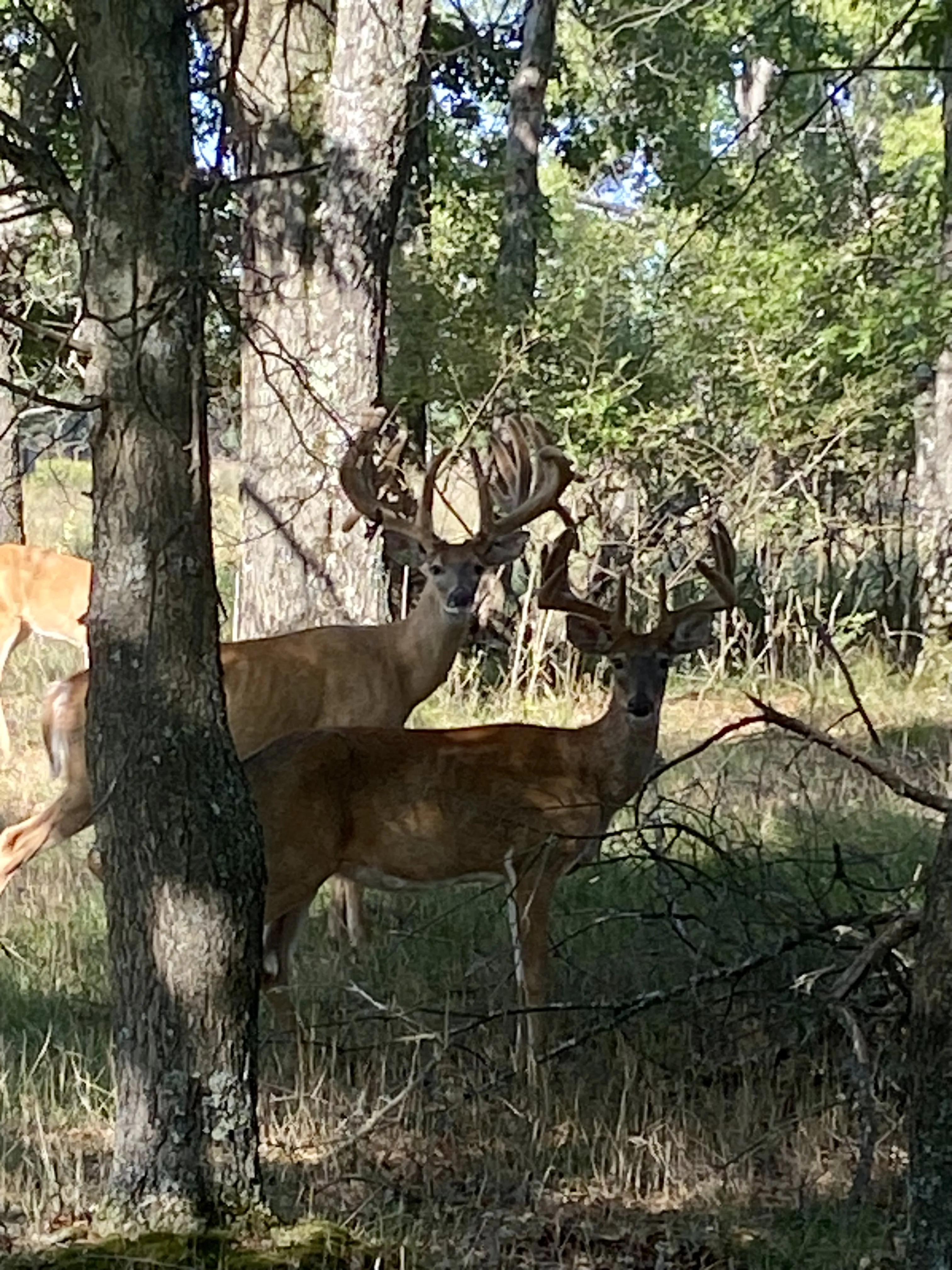 Two bucks posing broadside