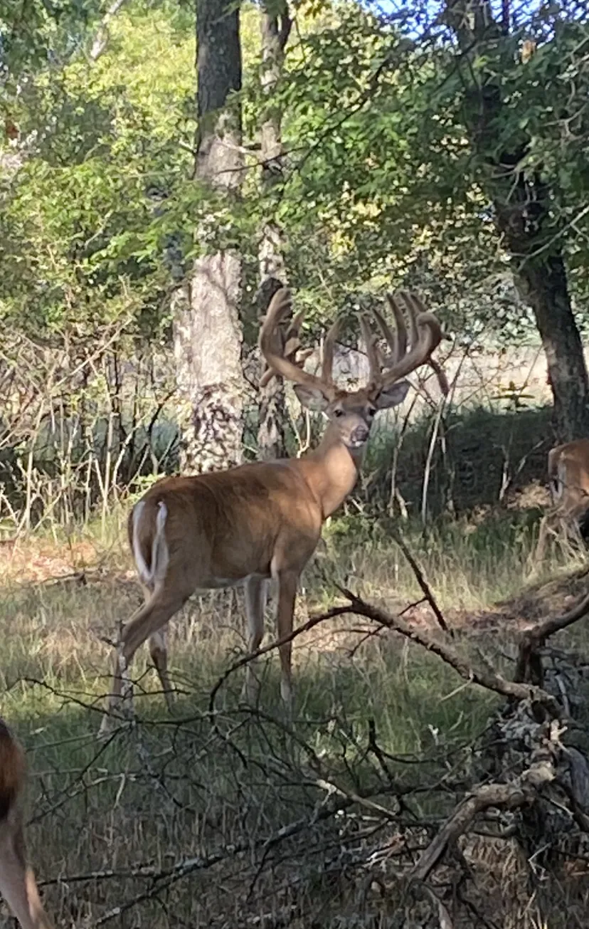 Buck quartered away