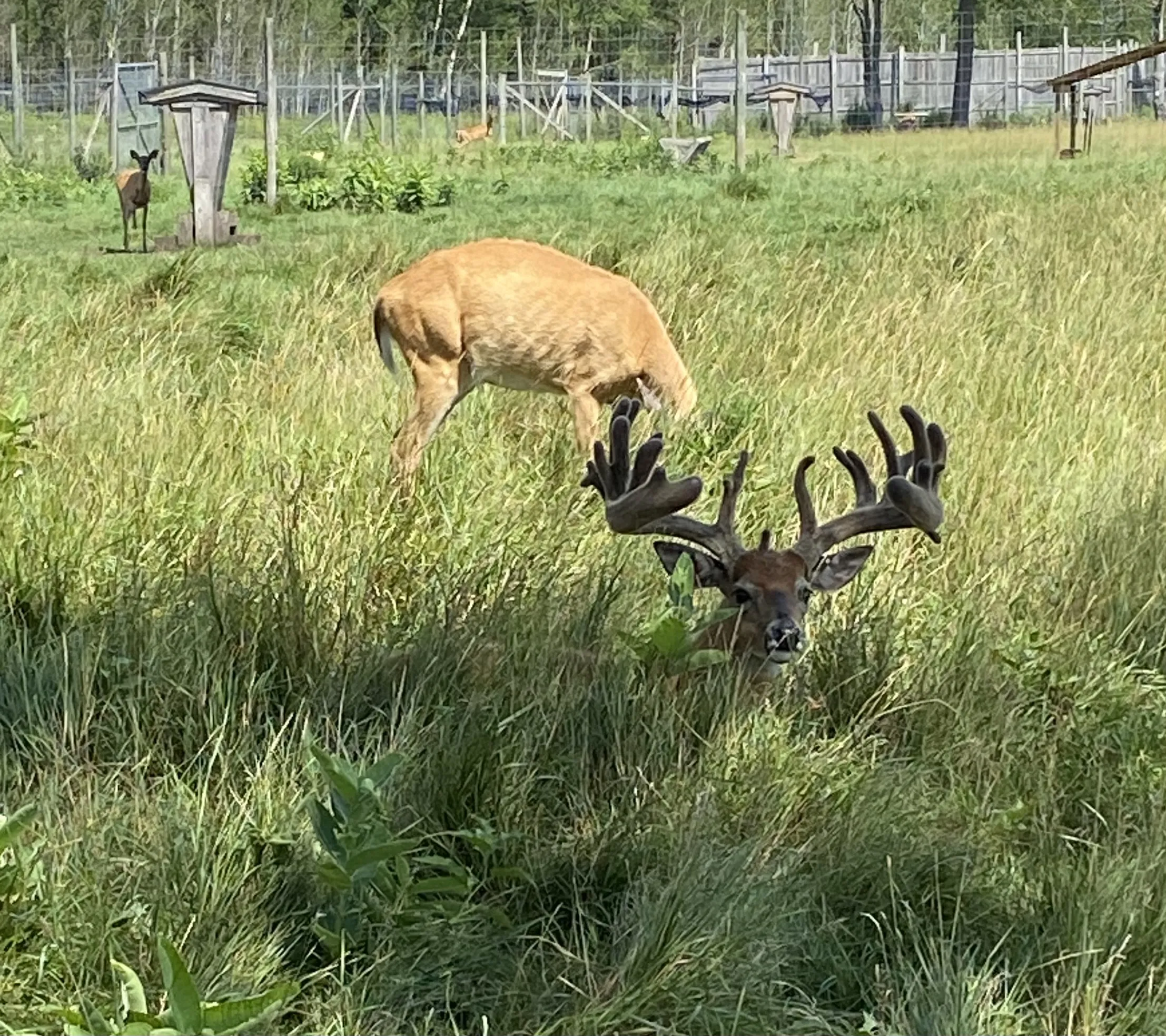 Buck laying in grasss