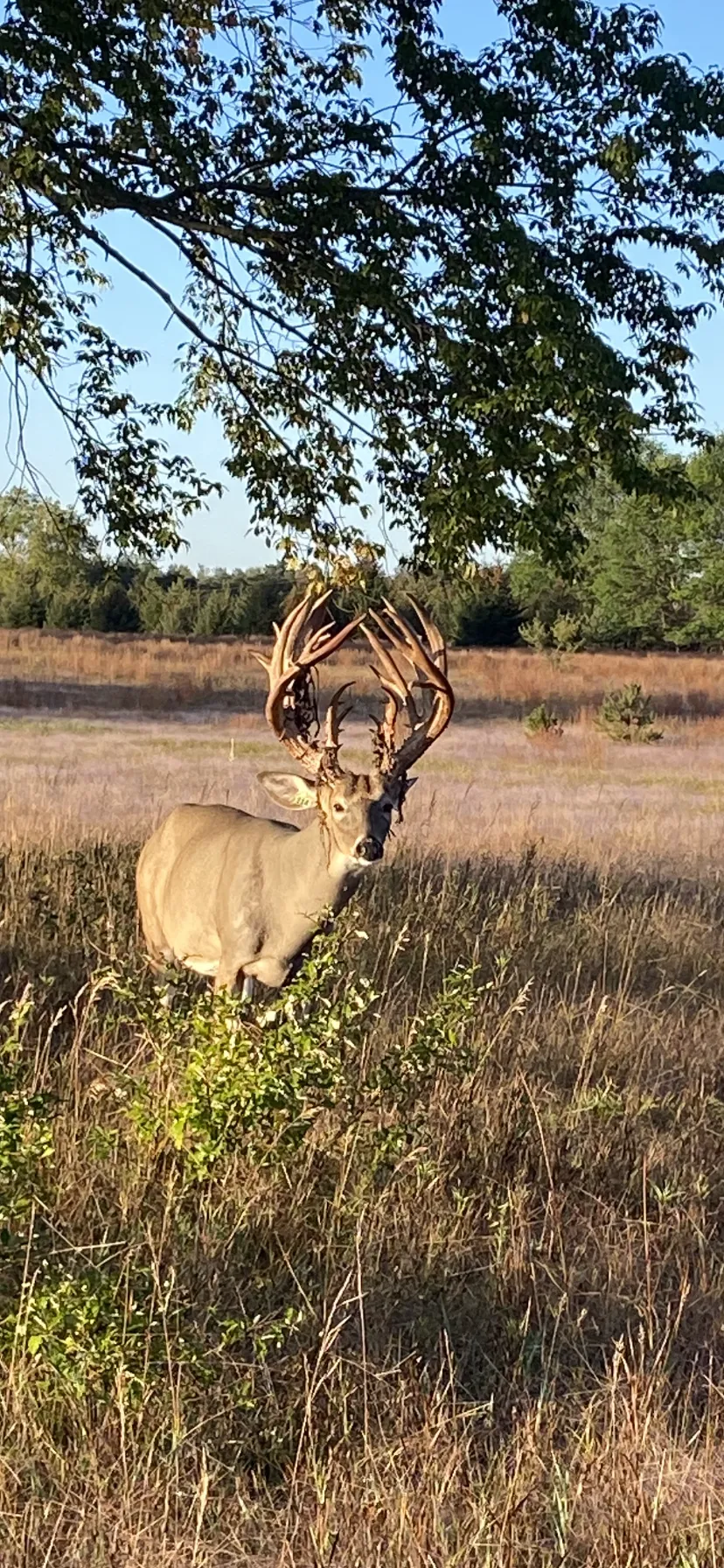 Buck facing towards
