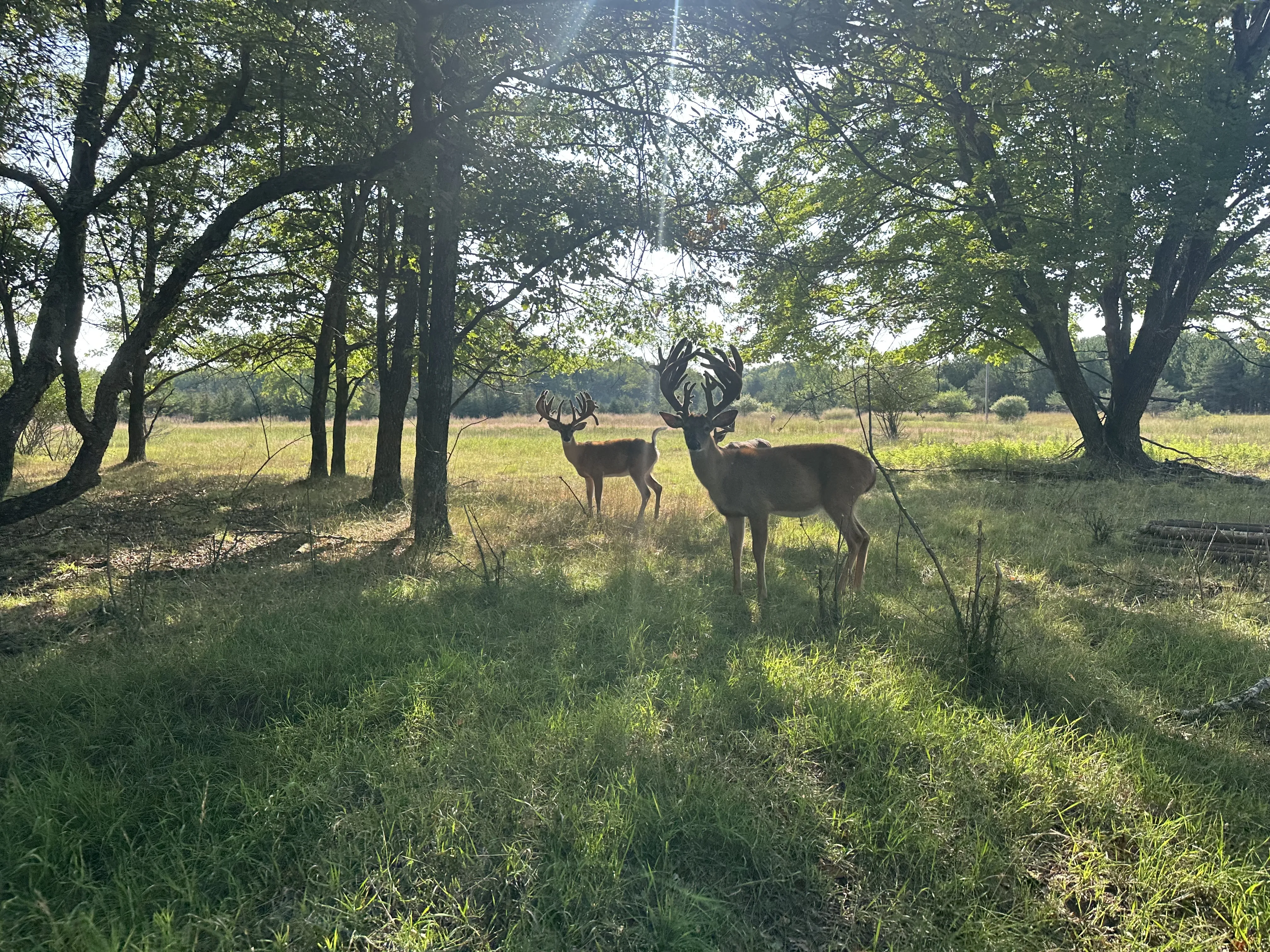 Banner image of two large bucks